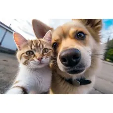 Mirror Cat Or Dog Designs Square And Compact Mirror Cat Or Dog Designs Square And Compact